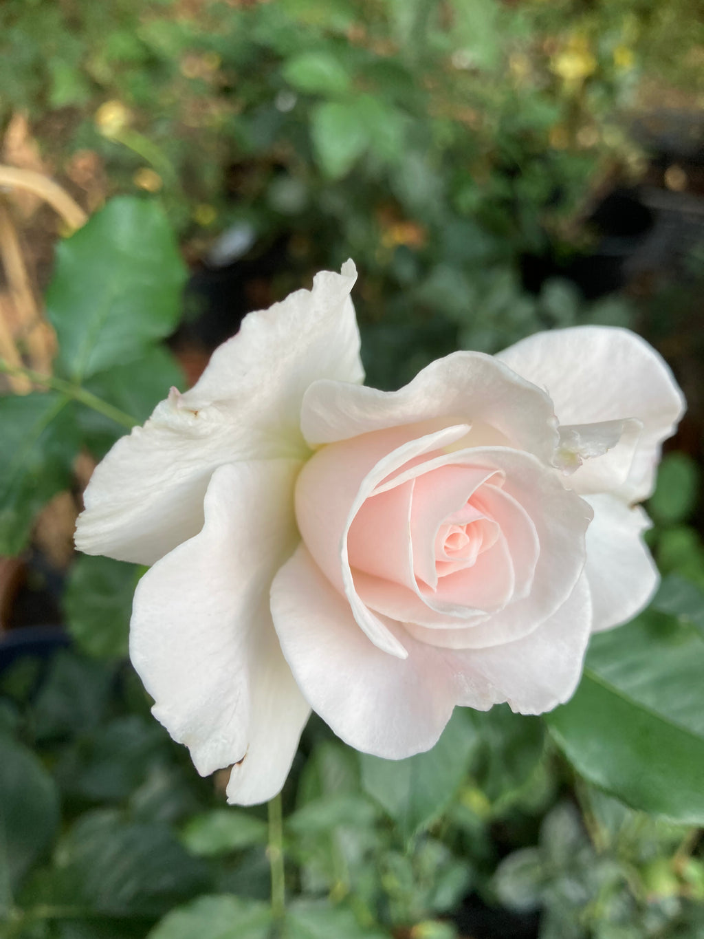 Margaret Merril' Floribunda Rose (Root Wrapped) Free UK Postage