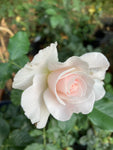 Margaret Merril' Floribunda Rose (Root Wrapped) Free UK Postage