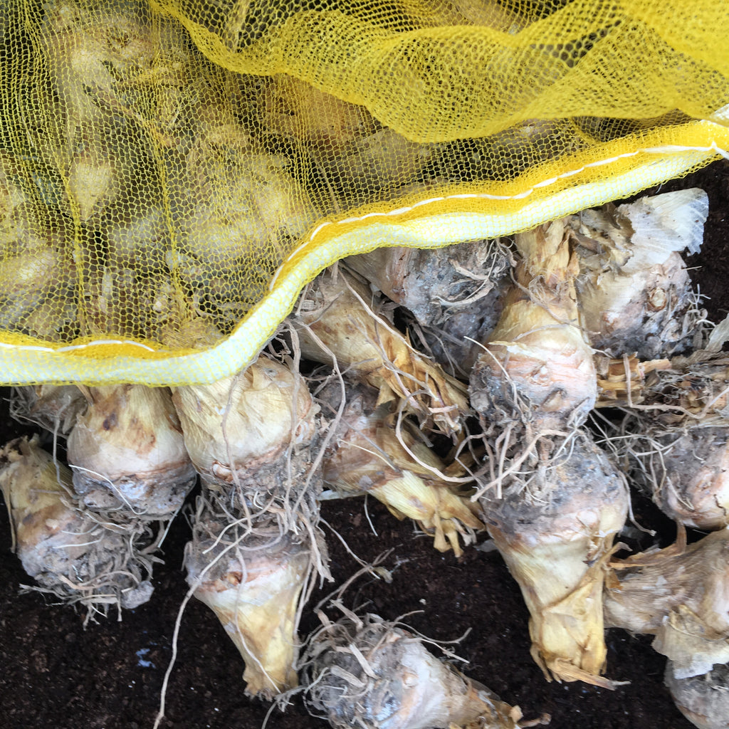 Beautiful Pink Polianthes 'Cinderella' Tubers (To Plant Yourself) Free UK Postage