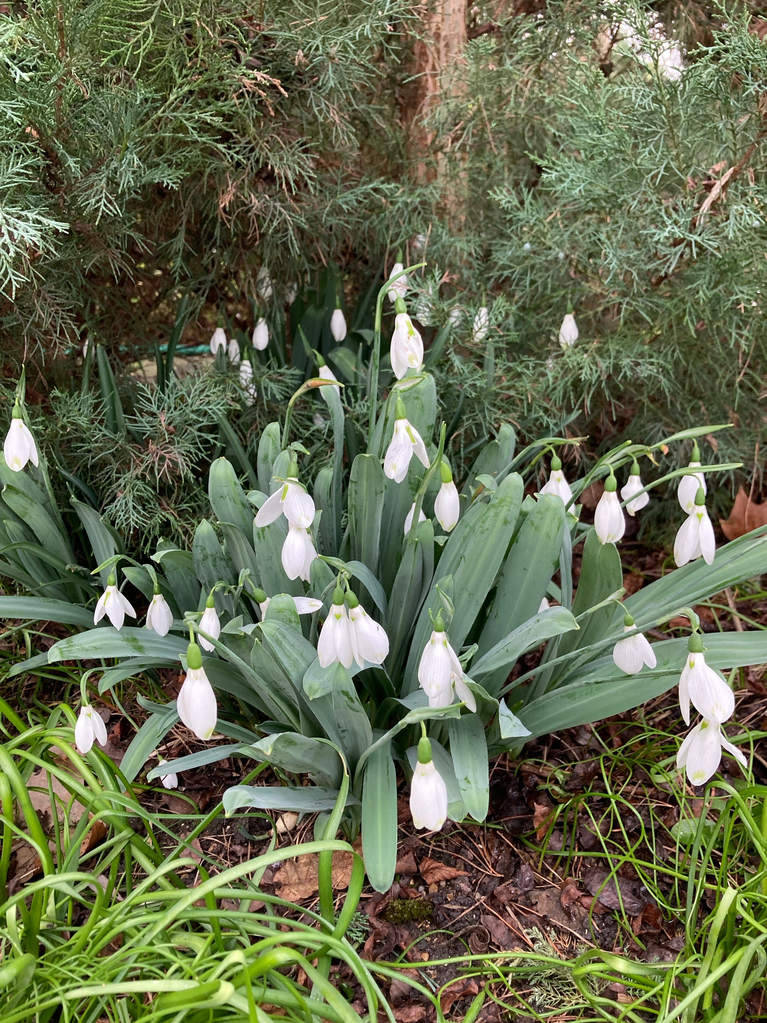 Galanthus woronowii Bulbs (Nursery Cultiavted) Free UK Postage