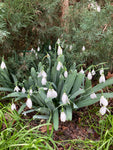 Galanthus woronowii Bulbs (Giant Snowdrop) Free UK Postage