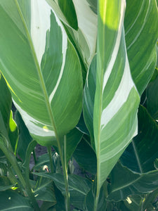 3 x Canna Lily Striped Leaves 'Stuttgart' (Tubers) Free UK Postage