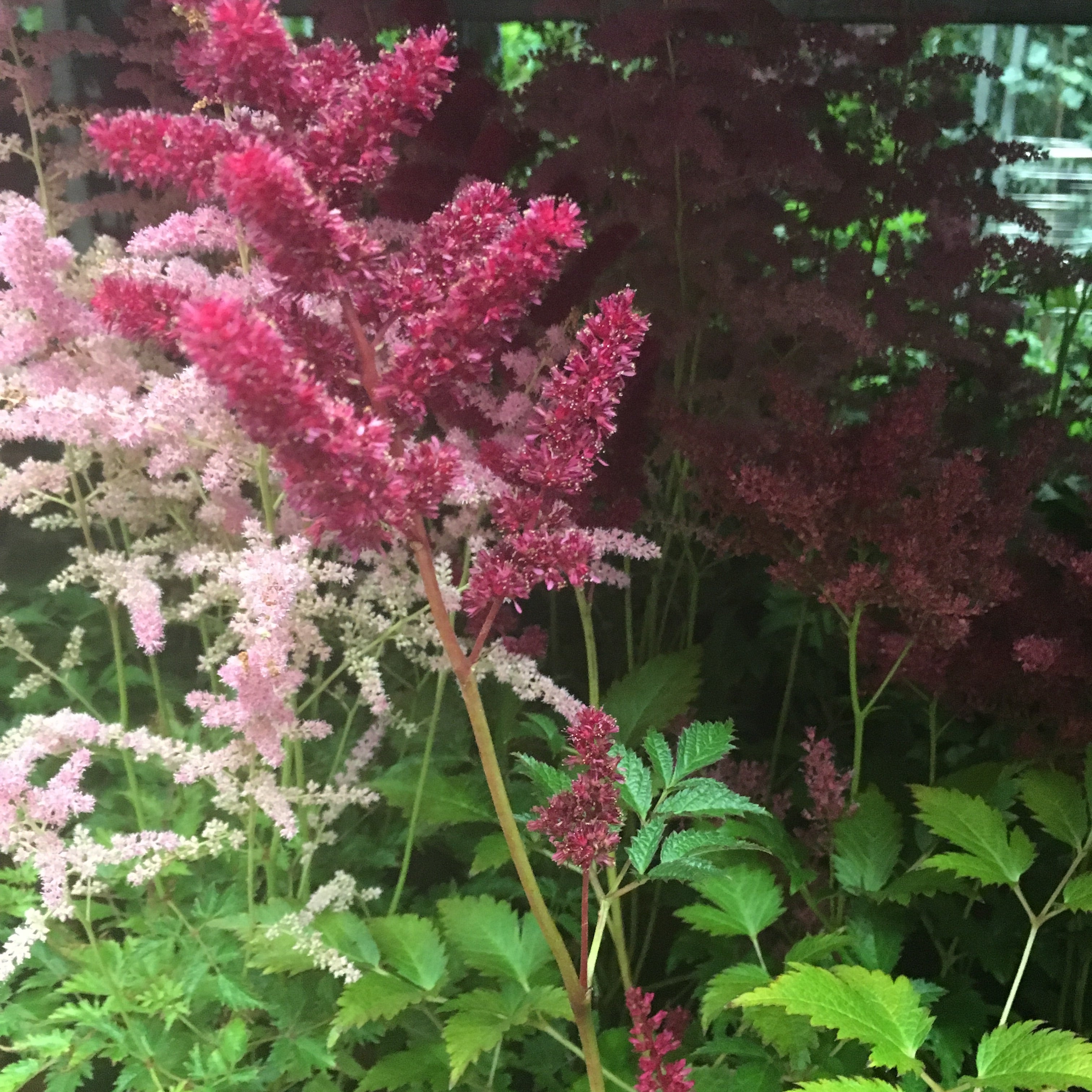 Two Pink Astilbe Plants (False Goat's Beard) Budding Sections Of Roots (Free Postage)