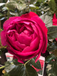 Climbing Rose 'Red Eden Rose' (Containerised 2 Litre Pot) Free UK Postage