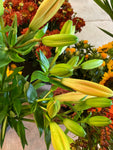 Two Trumpet Lily 'Orange Planet' (Bulbs) Free UK Postage