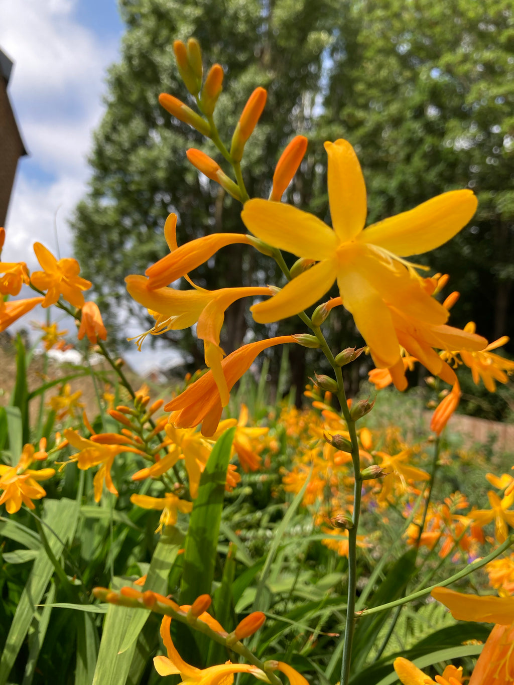 5 x Crocosmia 'George Davidson' (Corms to Plant yourself) Free UK Postage