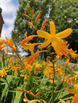 5 x Crocosmia 'George Davidson' (Corms to Plant yourself) Free UK Postage