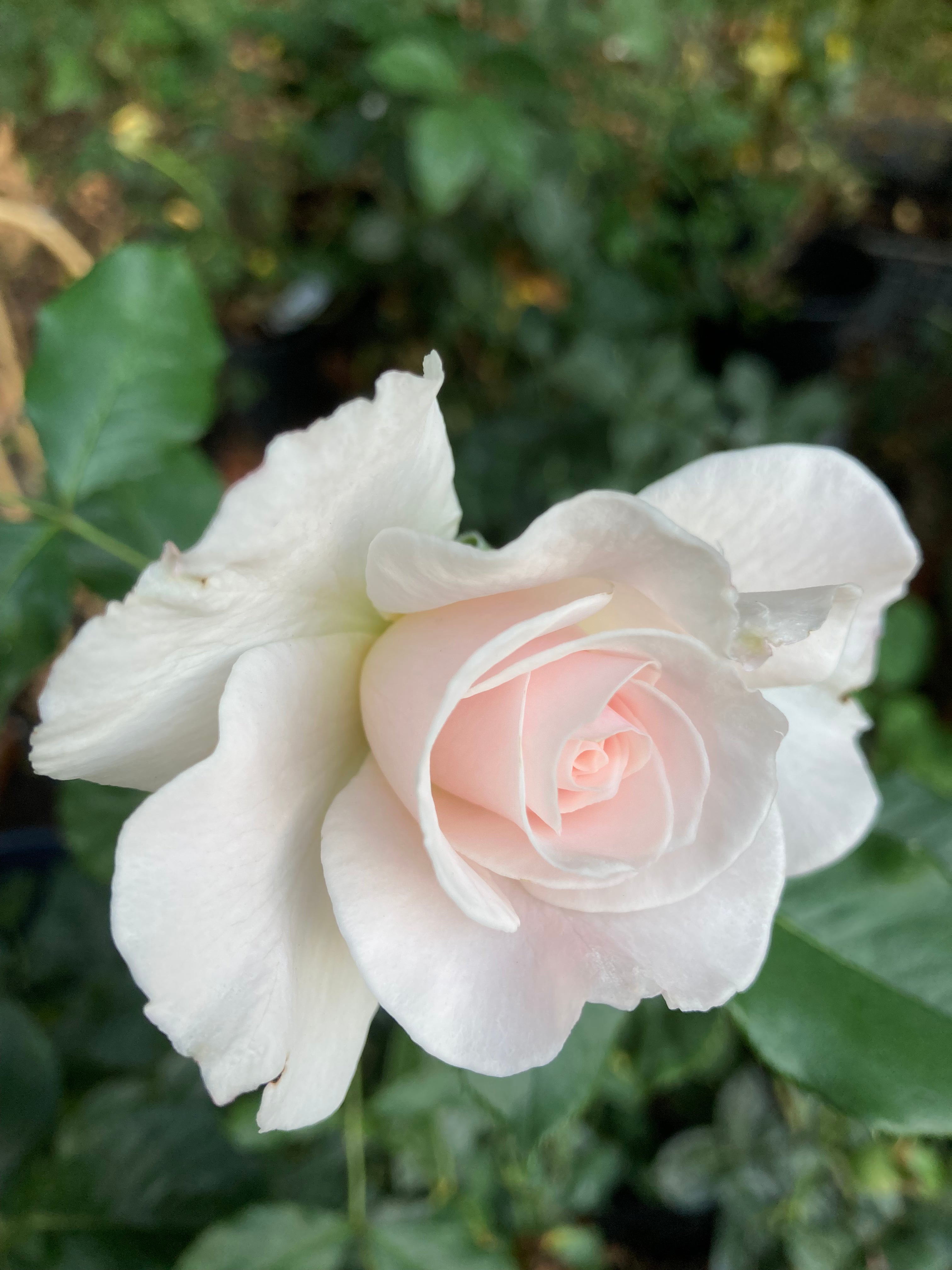 2 x White 'Margaret Merril' Floribunda Rose (Bare-Root)