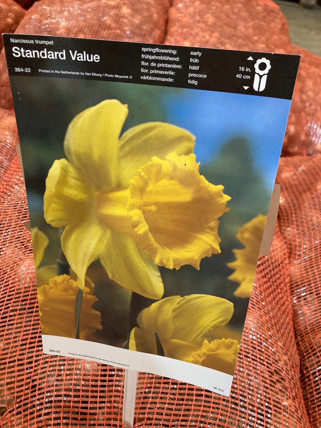 Daffodil Bulbs 'Standard Value' (Free UK Postage)