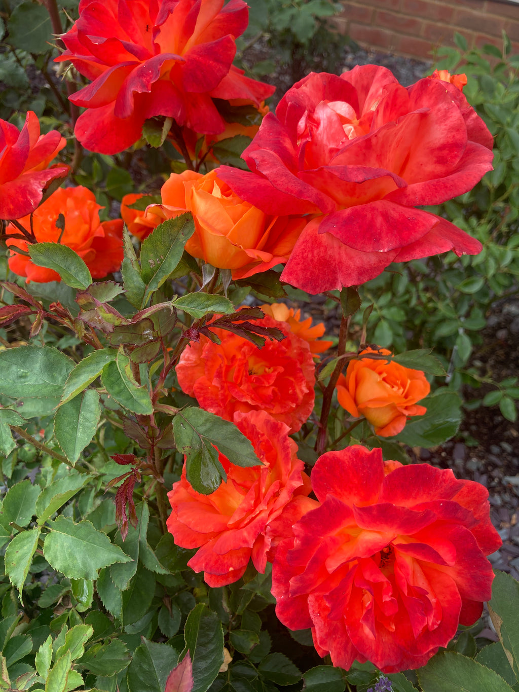 Two 'Super Trouper' Floribunda Rose Bushes (Root Wrapped) Free UK Postage