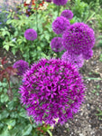 Ten Allium 'Purple Sensation' Bulbs (Free UK Postage)
