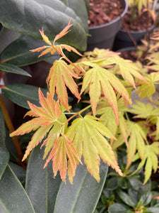 Acer palmatum or Cut Leaf Acer 'Orange Dream; (9 cm Dia Pots) Free UK Postage