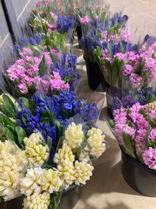 Ten Mixed Hyacinth Bulbs (Easy To Grow) Free UK Postage