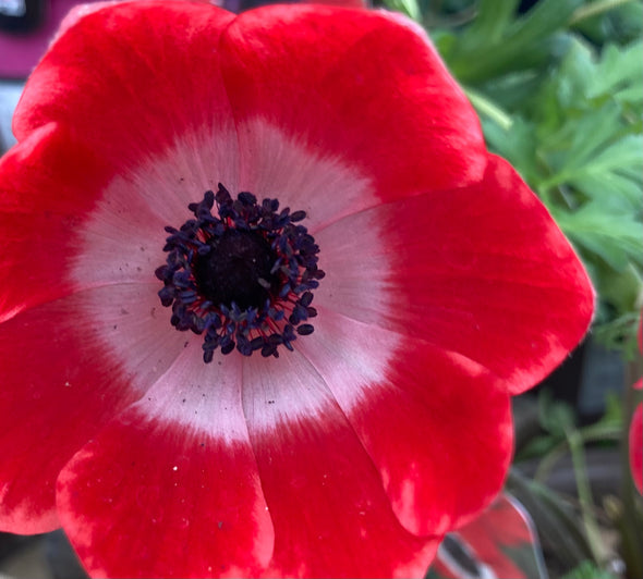 10 Lovely Red Anemone Corms coronaria 'Hollandia' (Free UK Postage)