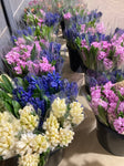 Five Mixed Coloured Hyacinth Bulbs (To Grow Yourself For Spring) Free UK Postage