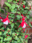 Hardy Fuchsia 'Snow Cap' Plugs (5cm Transplants) Free UK Postage