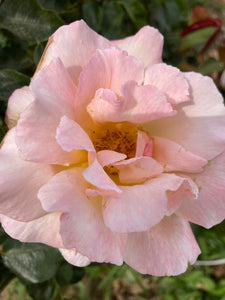 Climbing Rose 'Compassion' (Containerised 2 Litre Pot) Free UK Postage