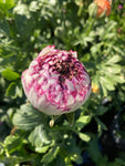 10 Ranunculus Corms - Pale Pink - Free UK Postage