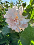 Creamy Pink Dahlias 'Cafe au Lait' (Tubers to Plant Yourself) Free UK Postage