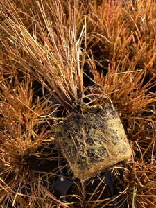 Carex Comans 'Bronze' Ornamental Grass (Young Transplants) Free UK Delivery