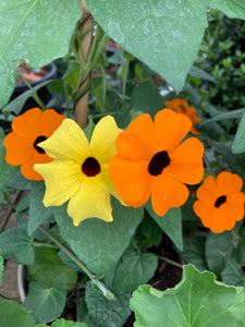 Orange Clematis 'Black-Eyed Susan' 2 Litre Pot (Free UK Postage)