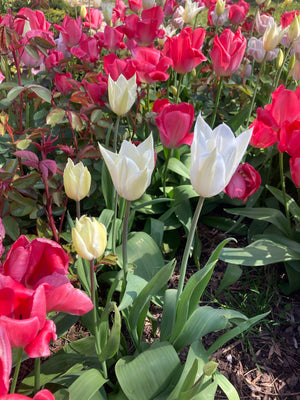 Pretty Mixed Tulips (Bulbs) Free UK Postage