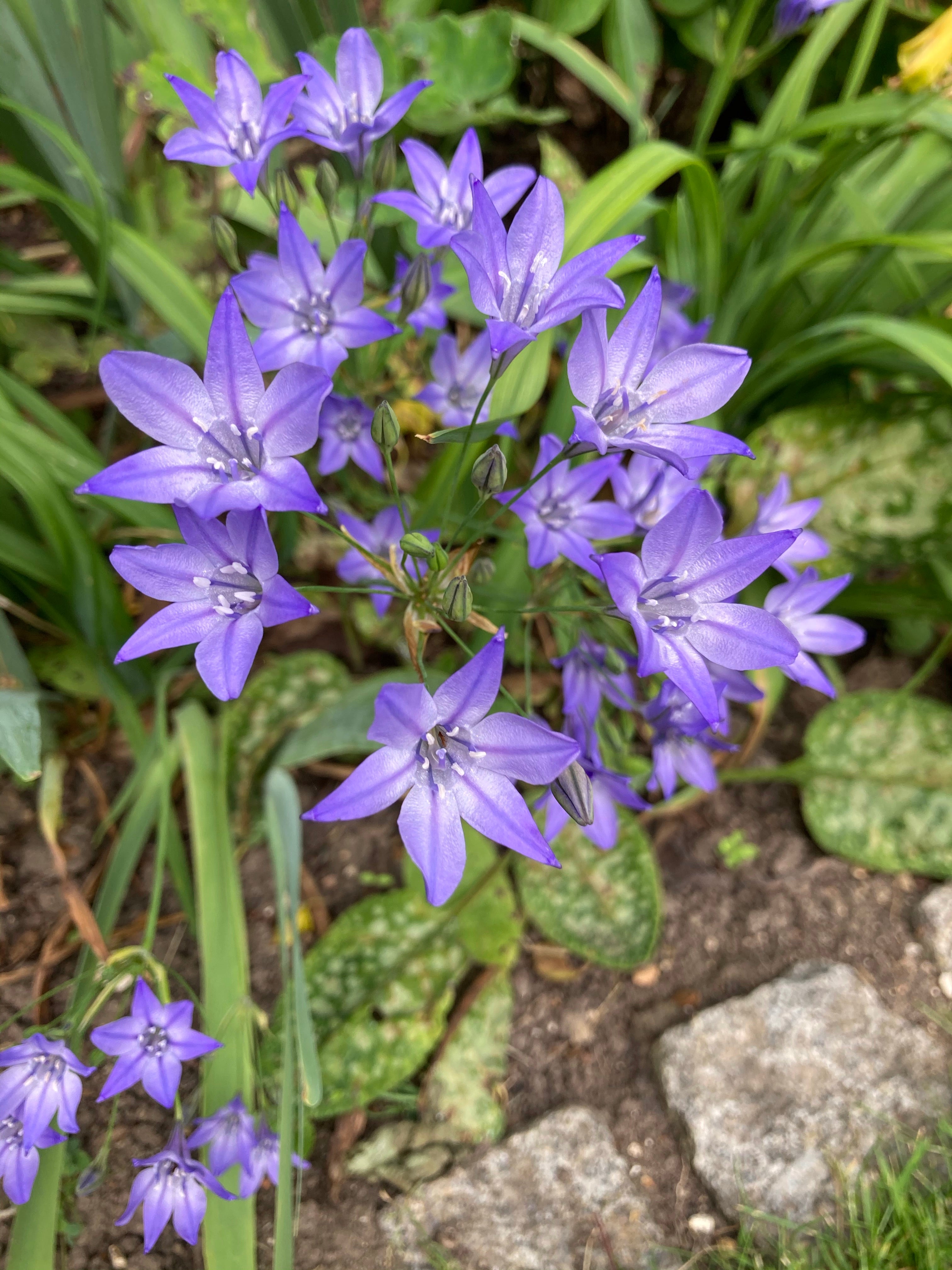 20 Triteleia laxa 'Fabiola' or Triplet Lily (Bulbs) Free UK Postage