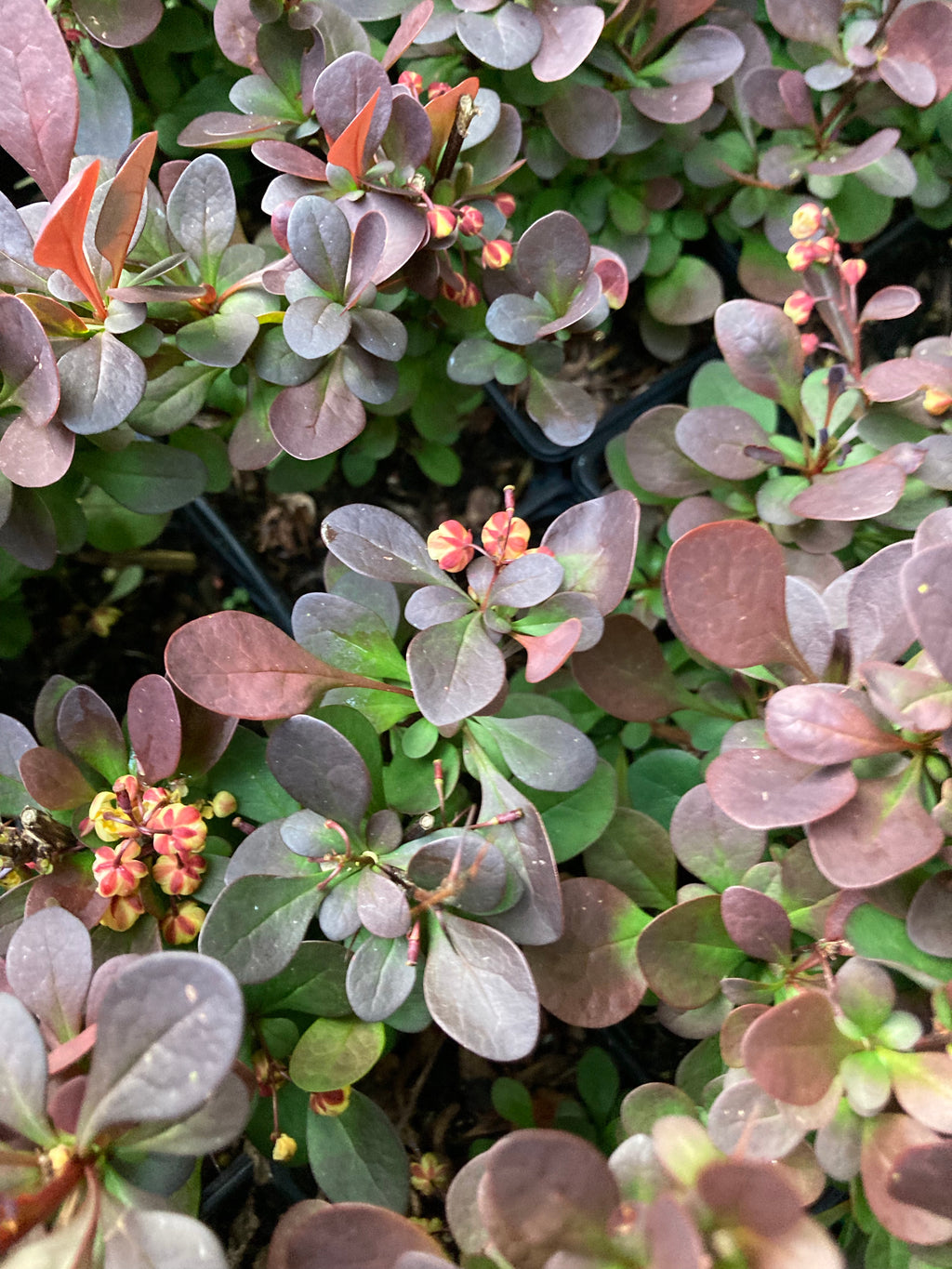 Berberis 'Red Rocket' Plant in a 9 cm Pot (Free UK Post)