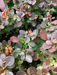 Berberis 'Red Rocket' Plant in a 9 cm Pot (Free UK Post)