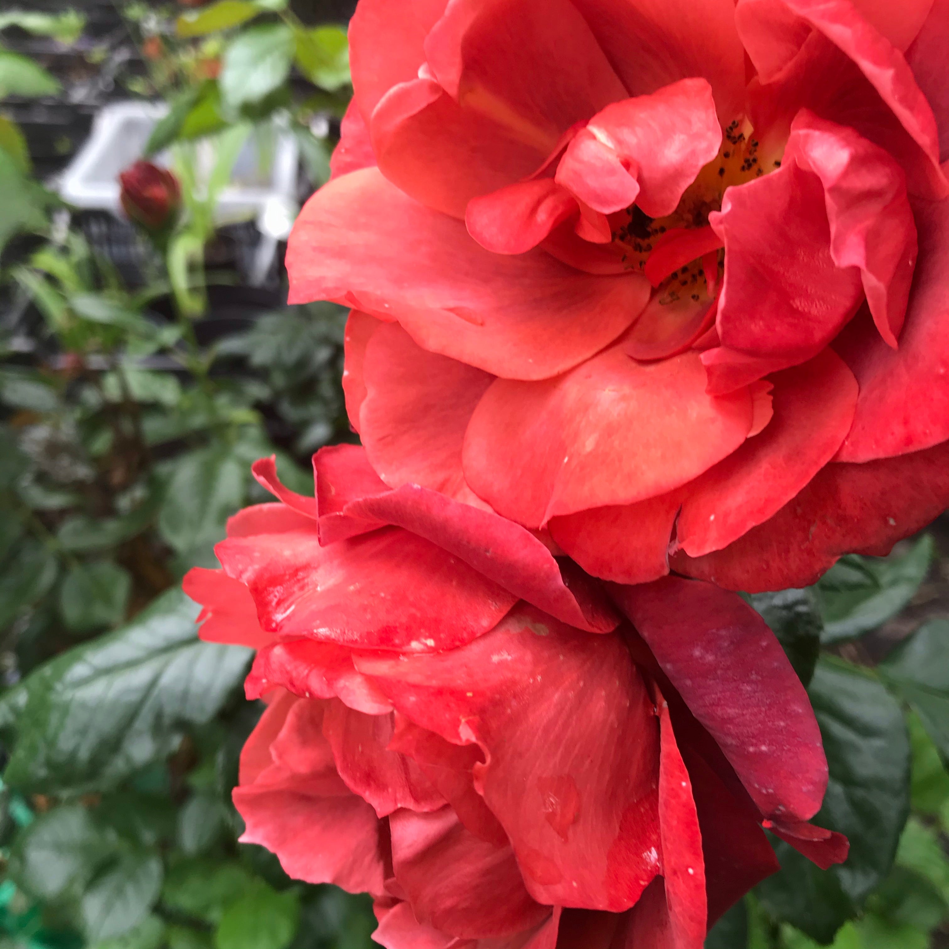 Beautiful 'Hot Chocolate' Floribunda Rose (Bare Root) (Free UK Postage)
