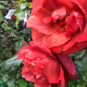 Beautiful 'Hot Chocolate' Floribunda Rose (Bare Root) (Free UK Postage)