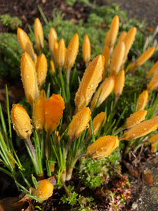 Yellow Crocus Bulbs (Free UK Postage)