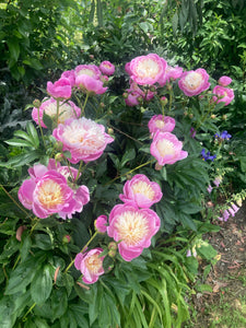 2 x Lovely Peony 'Bowl of Beauty' (Sections of Roots) (Free UK Postage)