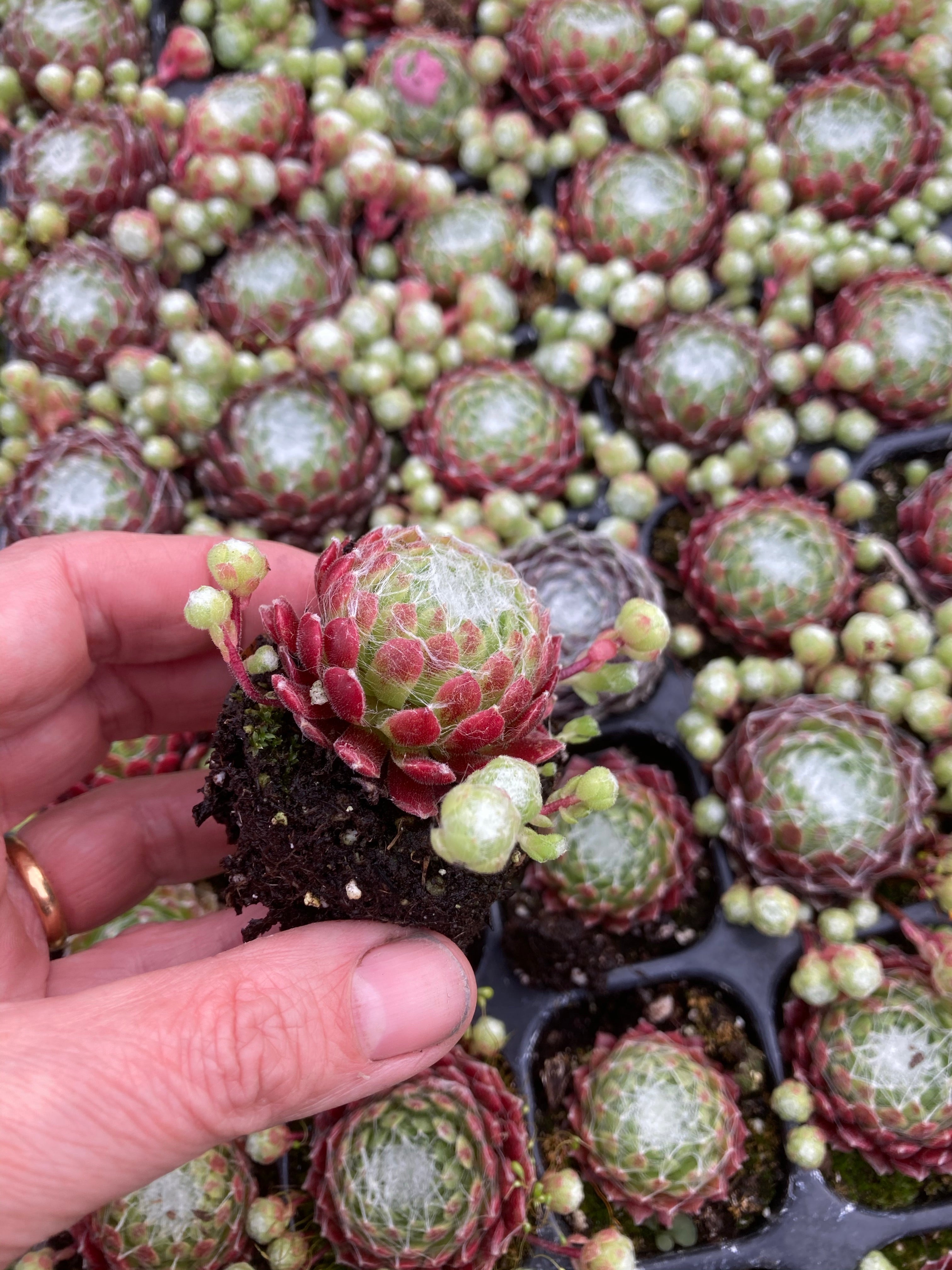 Mixed Alpines (Established Plants in 9cm dia Pots) Free UK Postage
