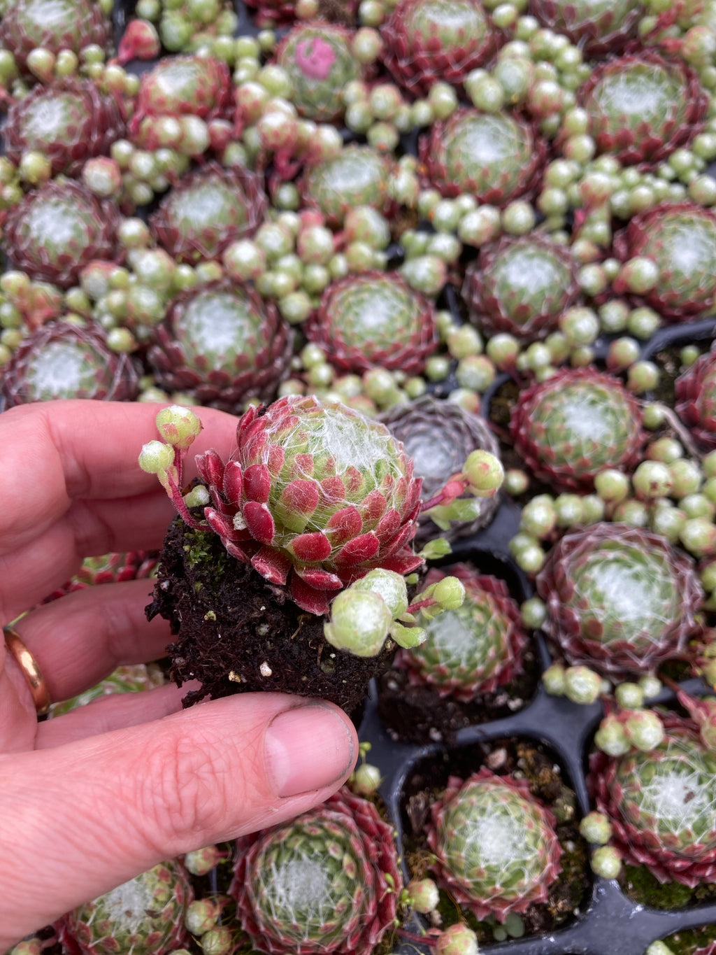 Mixed Alpines (Established Plants in 9cm dia Pots) Free UK Postage