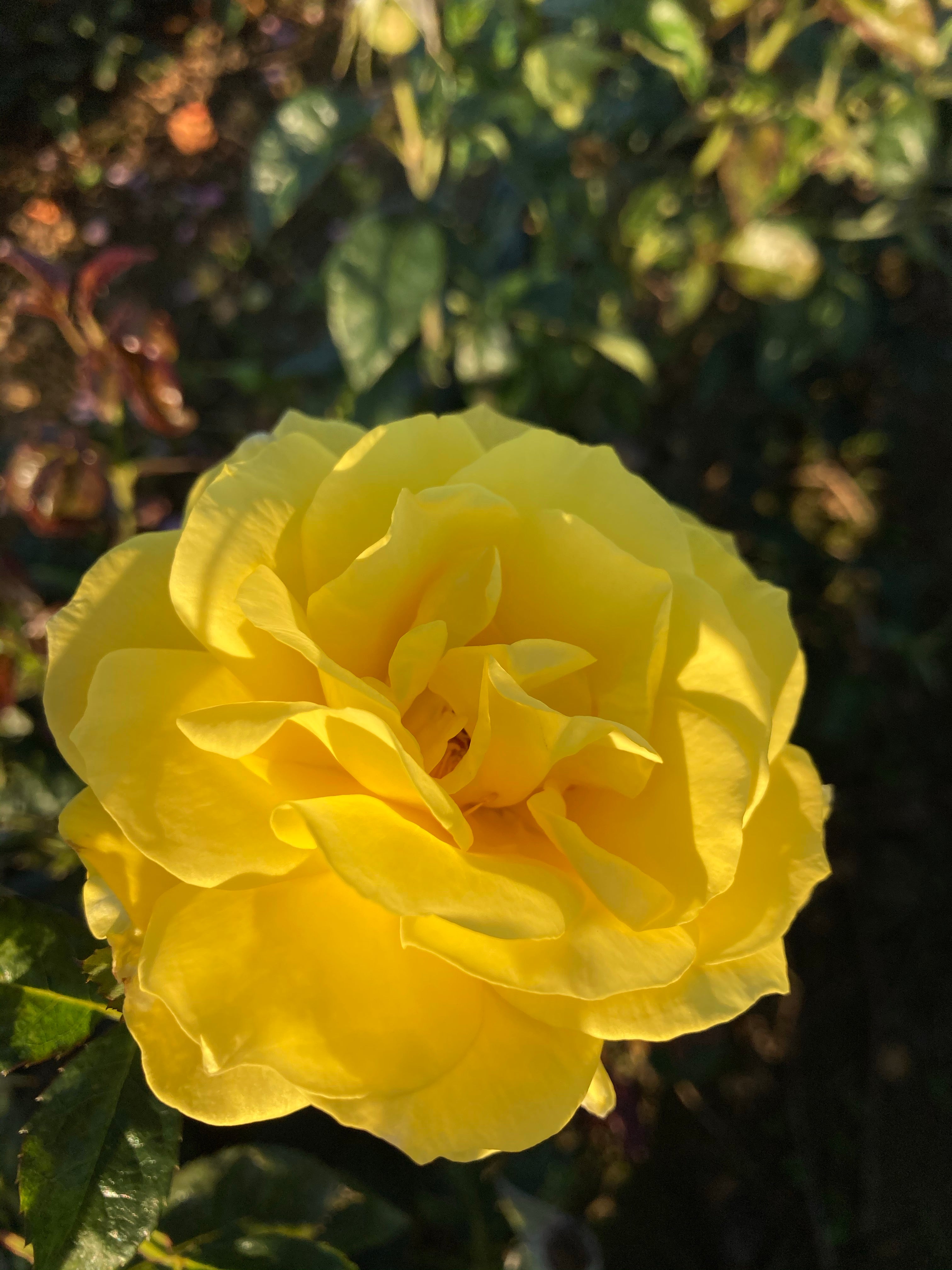 Lovely Yellow 'Chinatown' Floribunda Rose (Root Wrapped) Free UK Postage