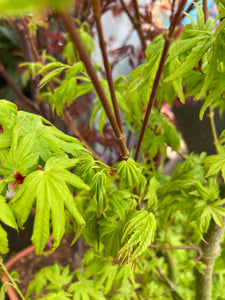Acer palmatum or Cut Leaf Acer 'Going Green' (9 cm Dia Pots) Free UK Postage