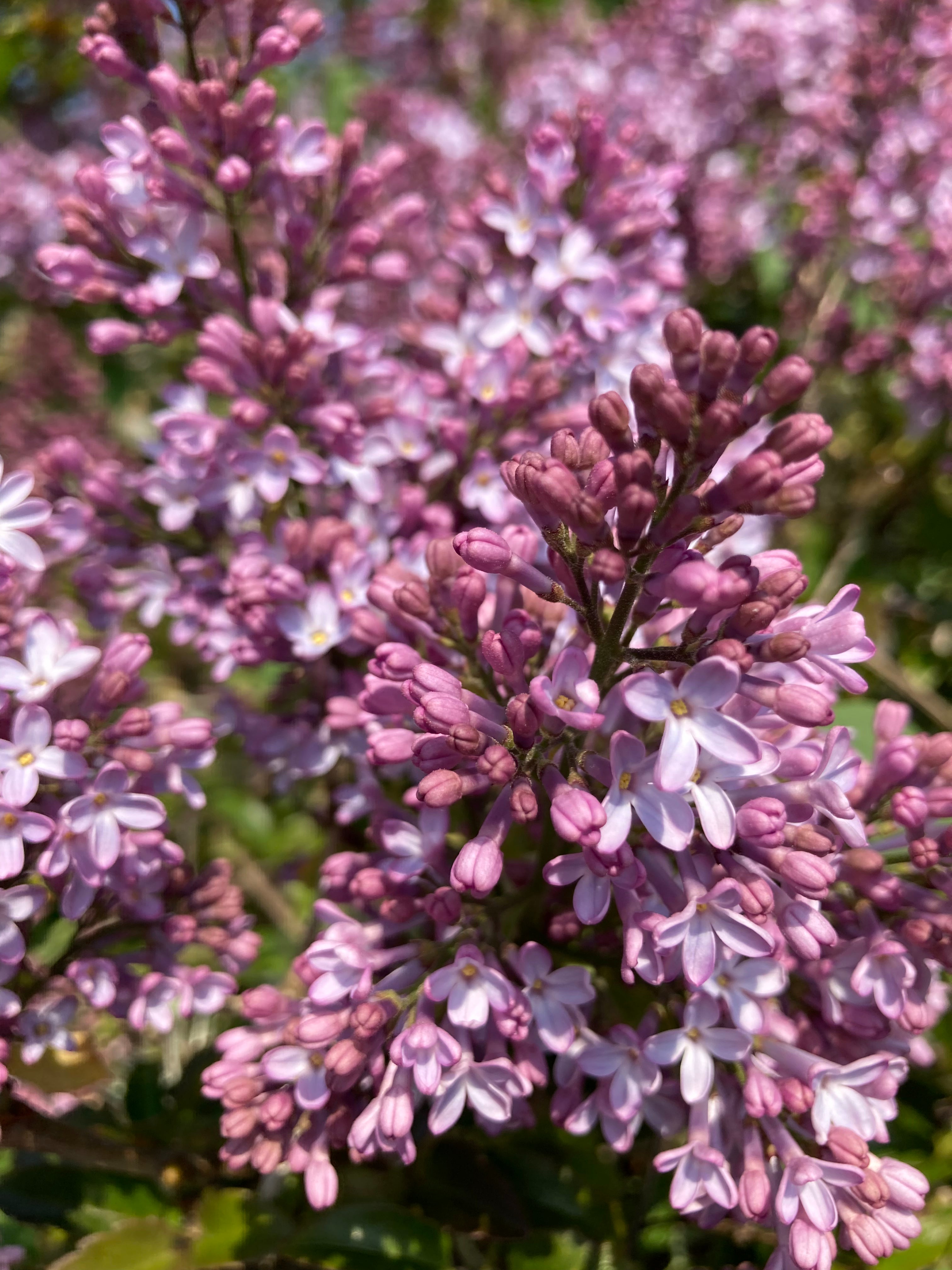 Fragrant Lilac Shrub or Syringa vulgaris (9 cm Dia Pots) Free UK Postage