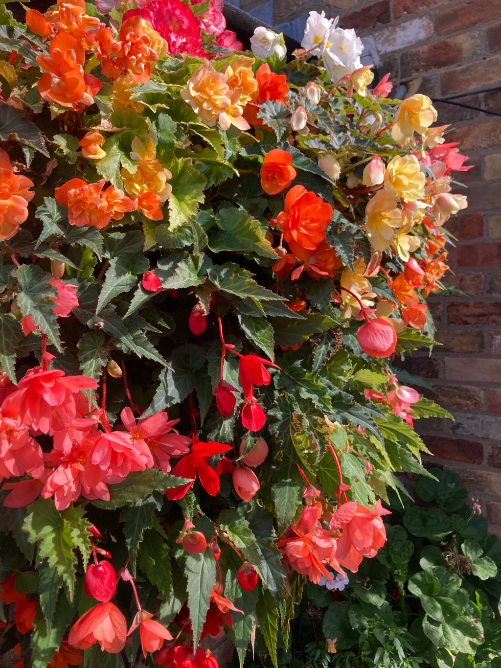 Two Trailing Begonias Mixed Colours (For You To Plant Yourself) Free UK postage