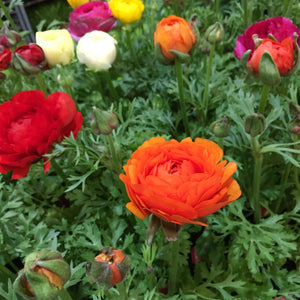 20 Lovely Ranunculus Corms To Plant Yourself MIX (Free UK Postage)
