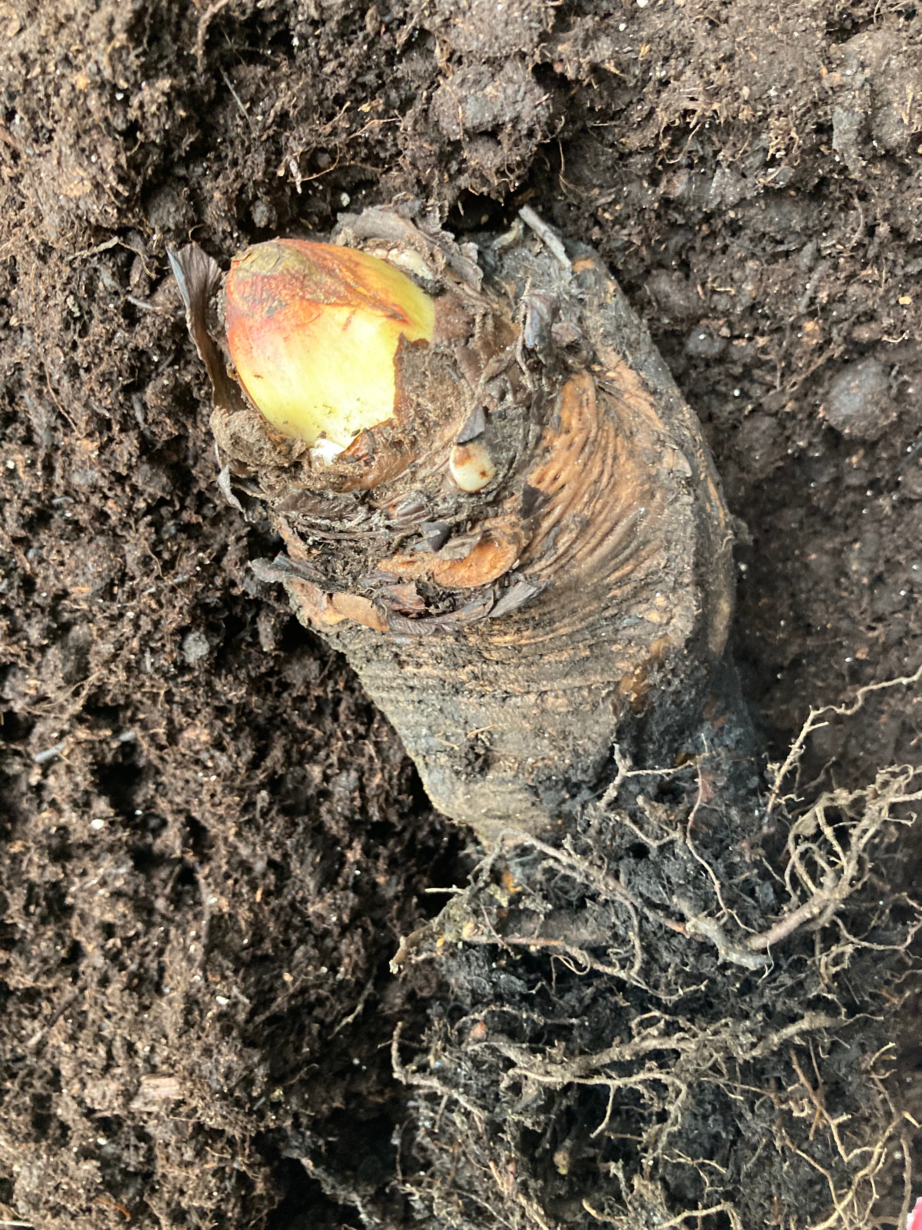 Chinese Rhubarb (Rheum palmatum 'Tanguticum') Budding Sections of Bare-Root (Free UK Postage)