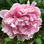 Pink Peony 'Sarah Bernhardt' (Sections of roots) Free UK Postage
