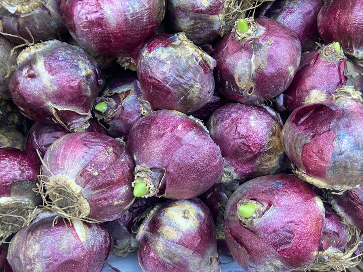 Ten Mixed Hyacinth Bulbs (Easy To Grow) Free UK Postage