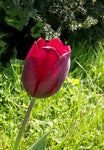 5 Tulip Bulbs 'Negrita' (Free UK Postage)