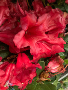 Dwarf Red Rhododendron (Free UK Postage)