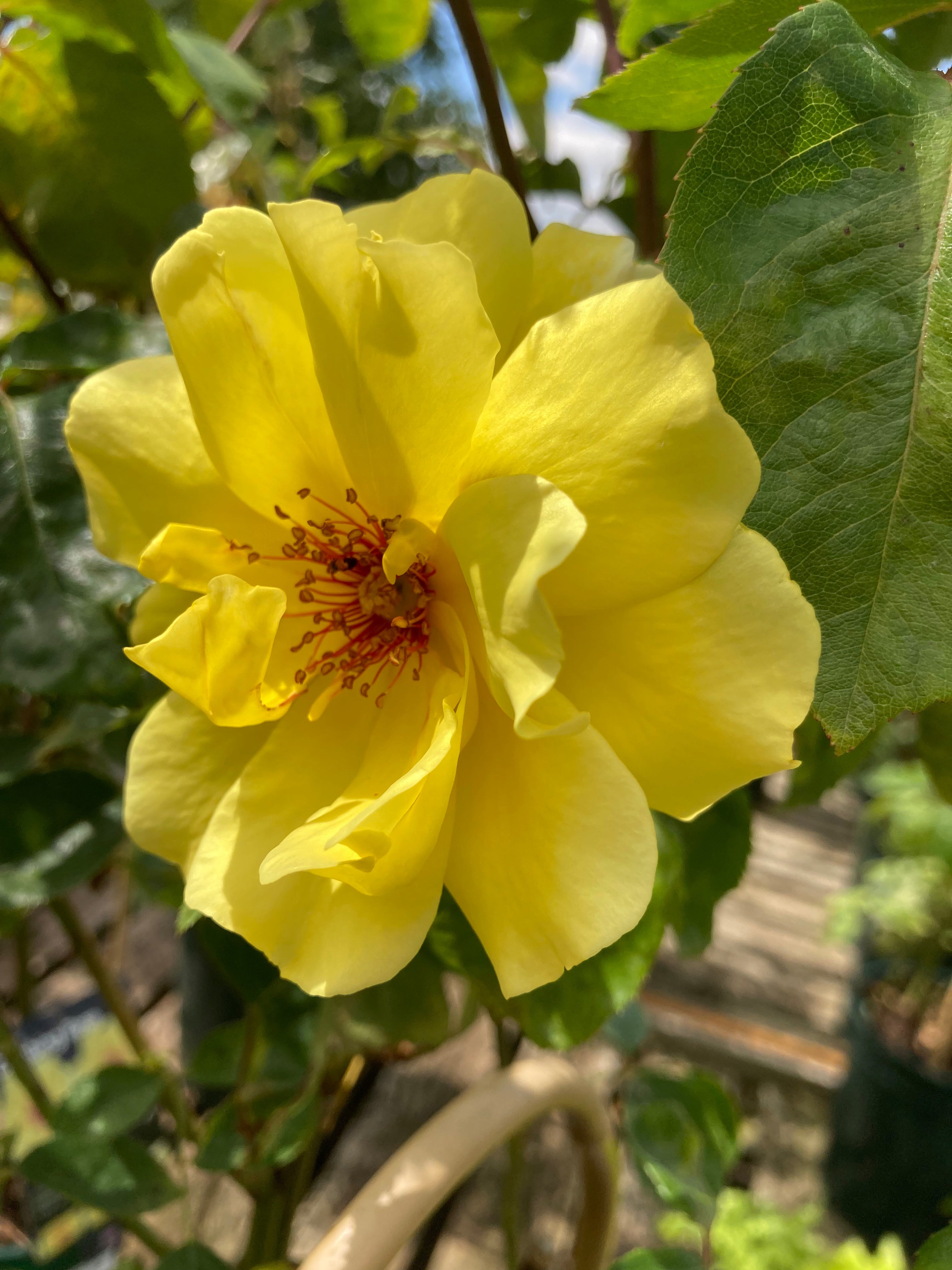 Beautiful Yellow 'Golden Showers' Climbing Rose (Root Wrapped) Free UK Postage