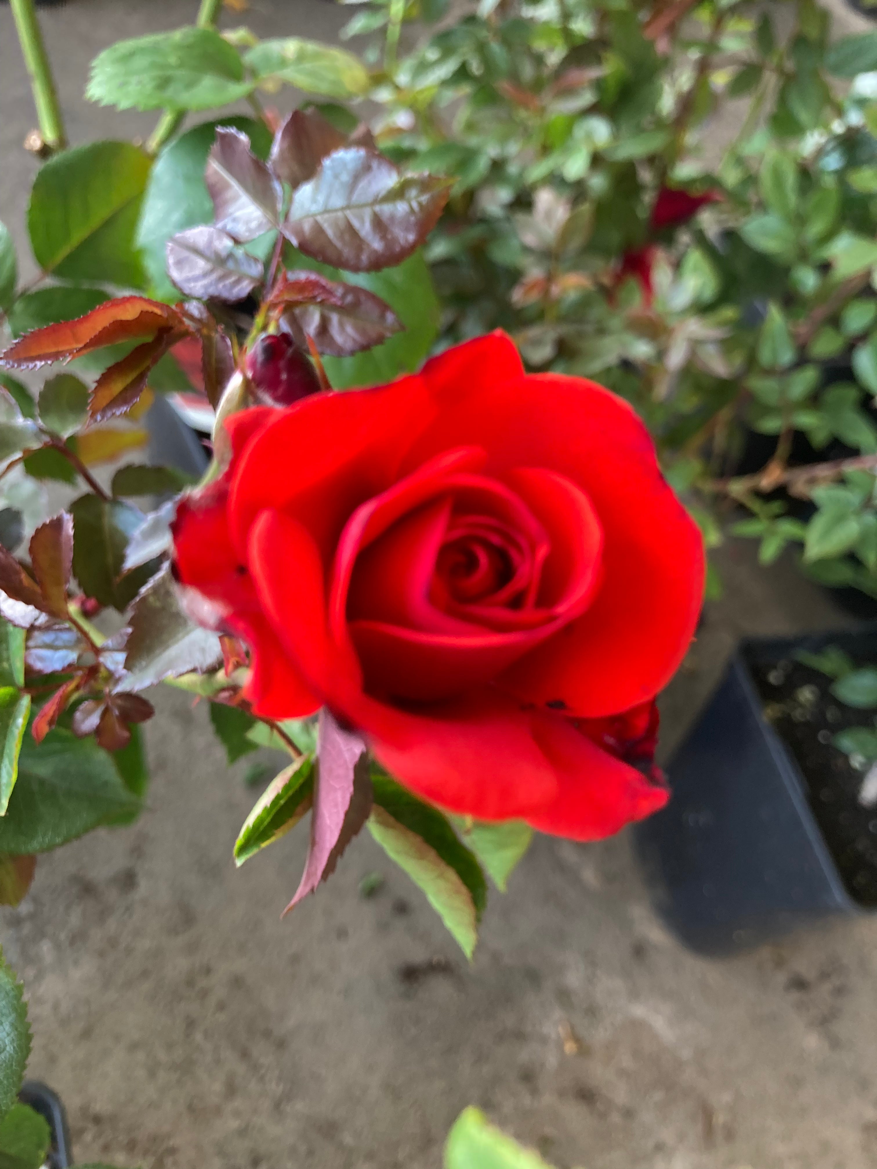 2 x 'Trumpeter' Floribunda Roses (Bare Rooted) Free UK Postage