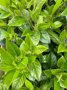 Viburnum tinus or Lauristinus Plant in a 9 cm Pot (Free UK Post)