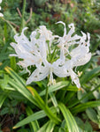 White Bowden Lily Bulbs (Nerine bowdenii) Free UK Postage