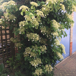 Climbing White Hydrangea 'Petiolaris' 2 Litre Pot (Free UK Postage)